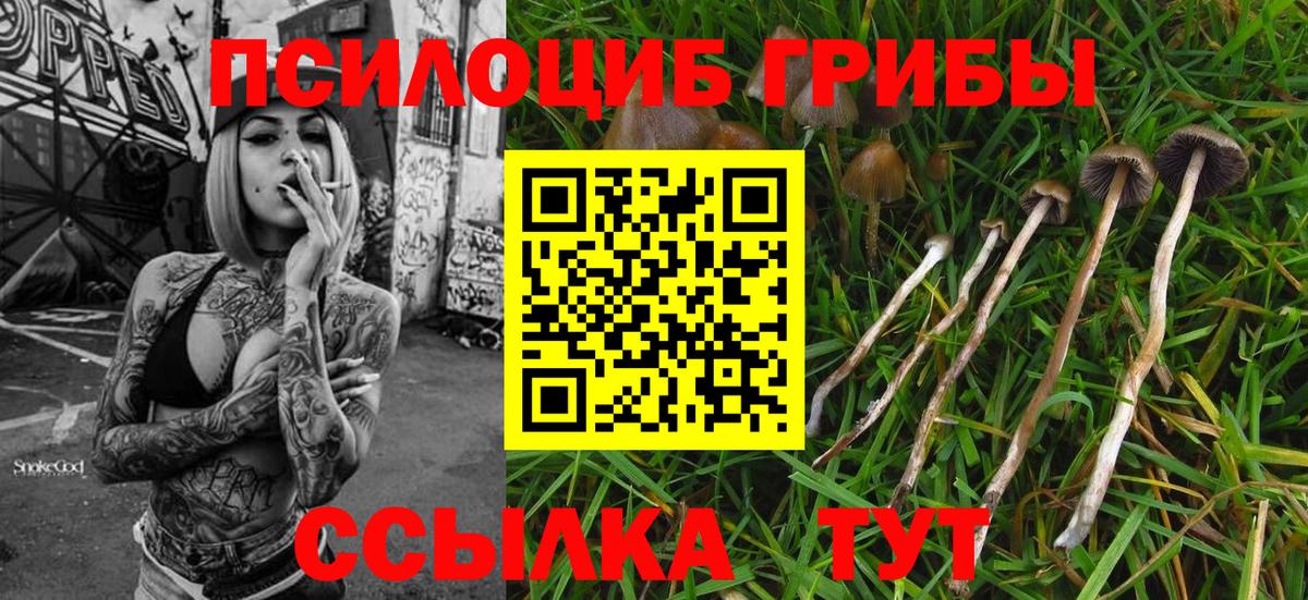 Галлюциногенные грибы Psilocybine cubensis Энгельс